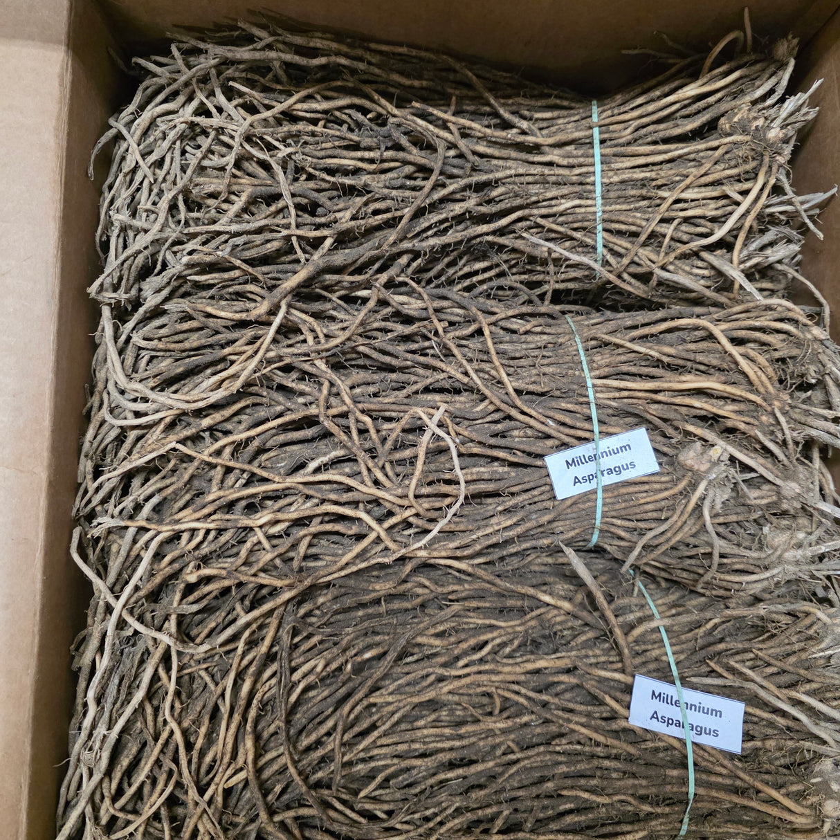Fresh Millennium asparagus crowns with roots, ready for planting, shown in a close-up image.