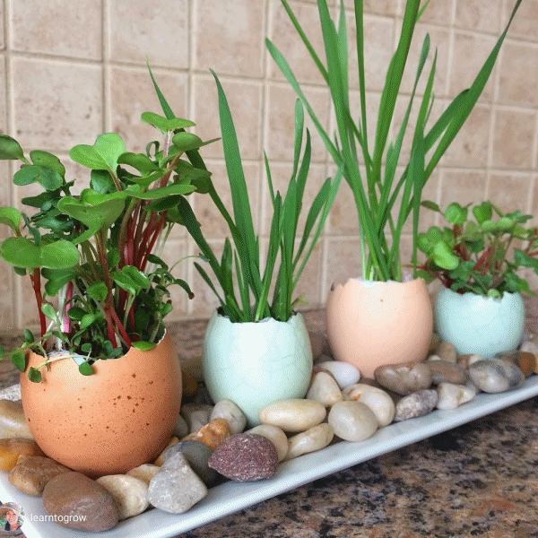 *NEW* Seeds-of-the-Month! | A Premium Monthly Seed Club Subscription