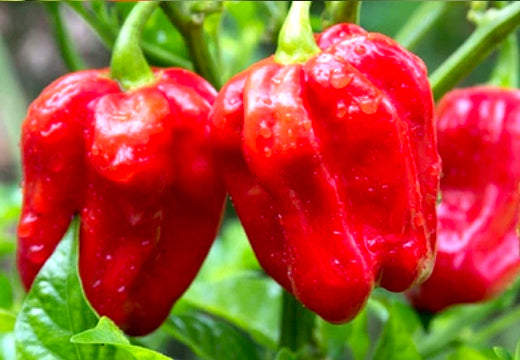 All-in-One WORLD'S Hottest Peppers π₯΅π₯πΆοΈ Variety Pack