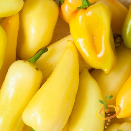 Pepper (Hot) - JalapeΓ±o, Yellow (Caloro)  π₯ - SeedsNow.com