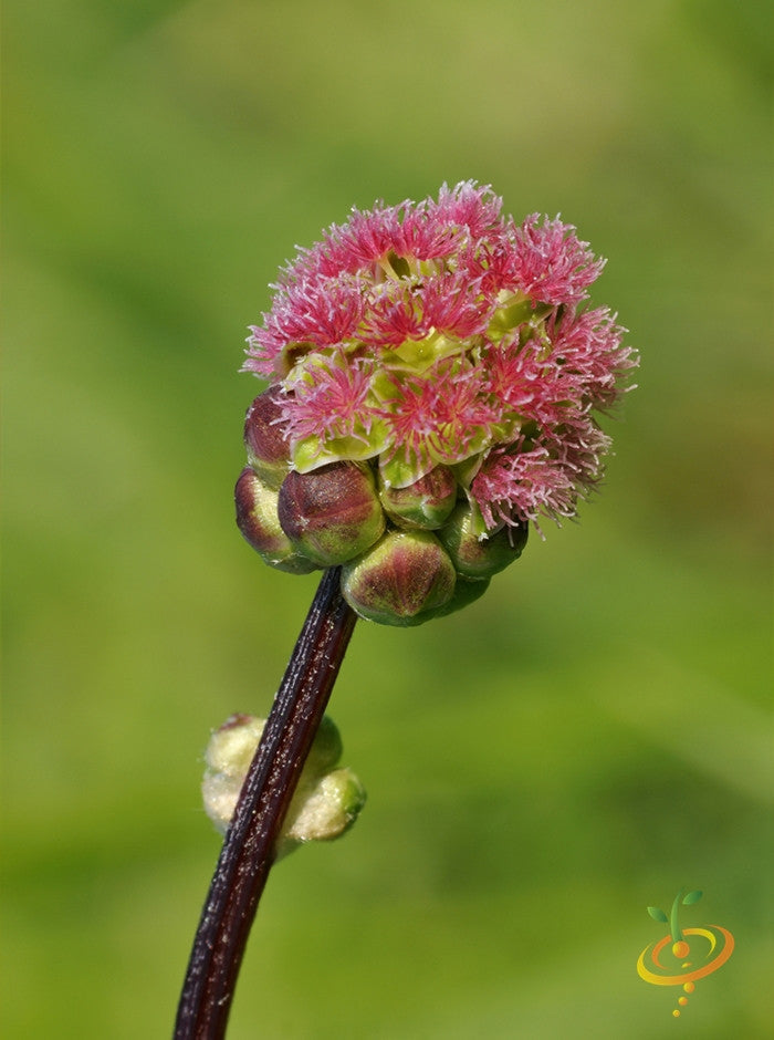 Fresh Salad Burnet seeds from SeedsNow, small green seeds used to grow flavorful, aromatic salad herb plants.