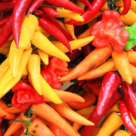 Pepper (Hot) - Santa Fe Grande π₯ - SeedsNow.com