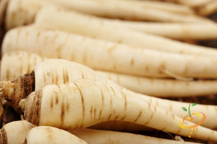 Close-up of fresh Harris Model parsnips with pale skin and tapered shape