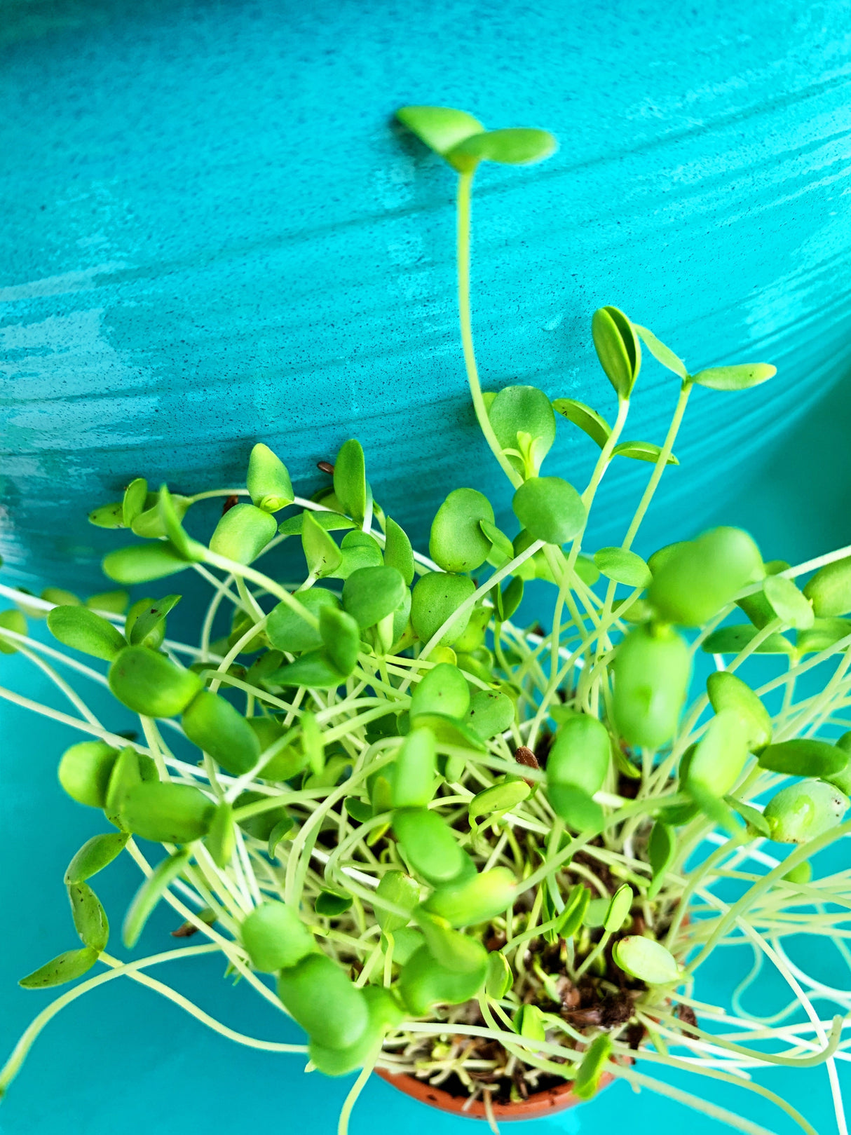 Close-up of vibrant green sprouts of flax microgreens growing in a cluster on a bright blue background