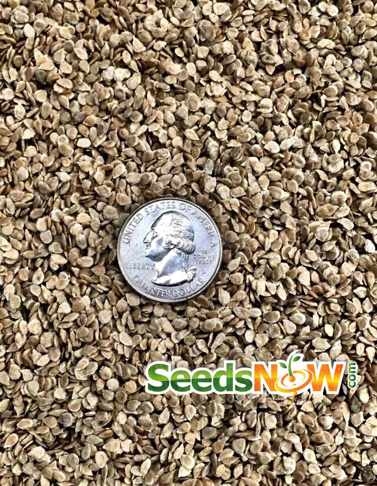Pink Beefsteak indeterminate tomato seeds from SeedsNow, showing vibrant pink tomato seeds on a white background.