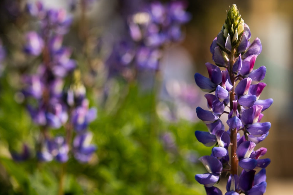 Lupine Arroyo flower seeds from SeedsNow-Flowers, showing colorful seed packets with vibrant lupine flower illustrations.