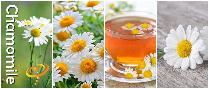 German Chamomile seeds from SeedsNow, showing fresh seed packets for growing chamomile flowers.