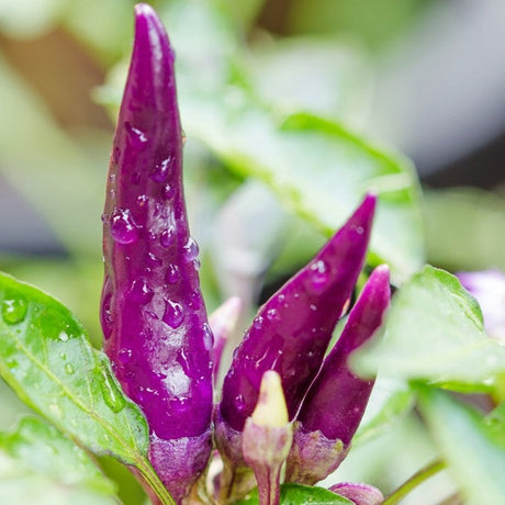Pepper (Hot) - Cayenne, Purple π₯π₯π₯ - SeedsNow.com