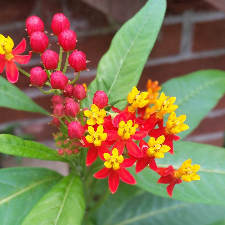 Flowers - Milkweed, Tropical (Monarch Butterfly/Blood Flower) - Silky Deep Red - SeedsNow.com