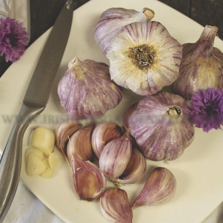 *NEW!* All-in-One Organic Garlic Variety Pack