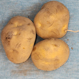 Potato (Late-Season) - Yellow Finn (Organic rounds) *pre-order*