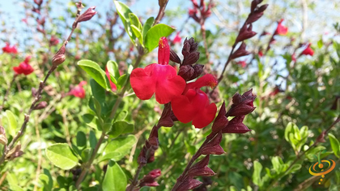 Wildflowers - Deer Resistant Scatter Garden Seed Mix - SeedsNow.com