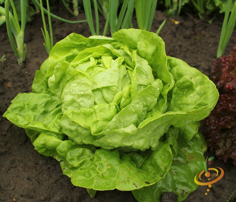 Fresh green lettuce leaves from SeedsNow All Year Round lettuce seeds, perfect for home garden or farm planting.