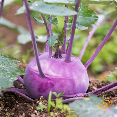 Kohlrabi - Vienna, Purple - SeedsNow.com