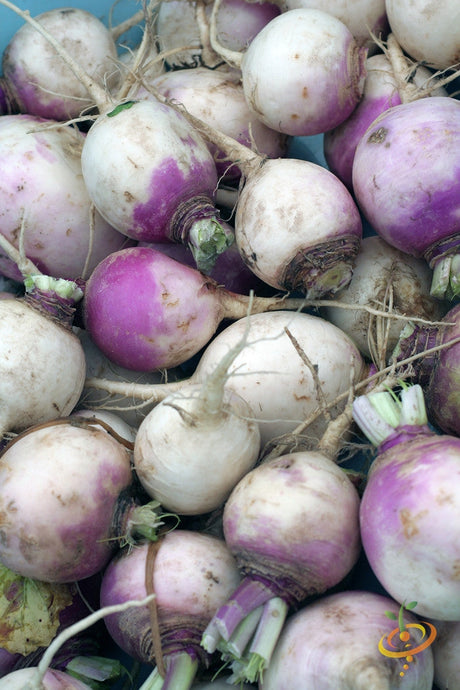 Fresh American Purple Top rutabaga roots with purple and yellow skin clustered together