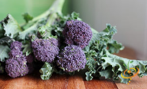 Broccoli - Early Purple.