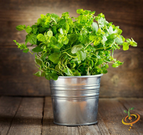 Fresh oregano Italian seeds plant in silver metal pot on wooden surface