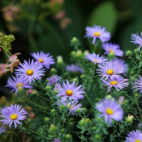 Flowers - Aster, Smooth Blue - SeedsNow.com