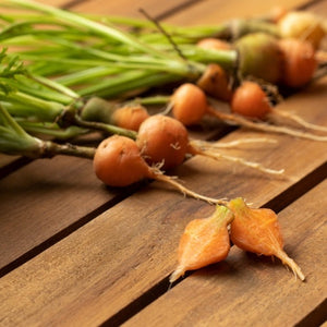 Carrot - Paris Market, 2" Round - SeedsNow.com