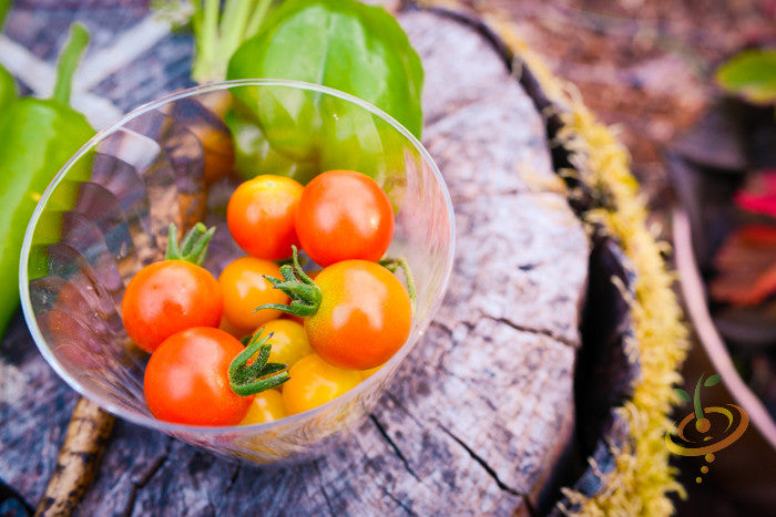 Tomato - Cherry, Red (Small) [INDETERMINATE].