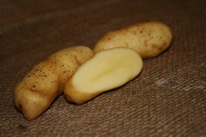 Potato (Late-Season) Fingerling - Russian Banana (ORGANIC) - SeedsNow.com