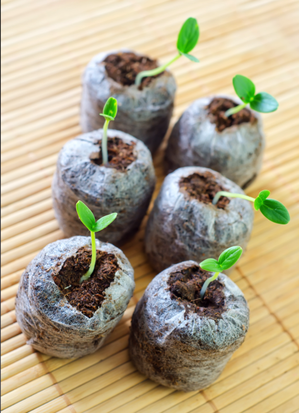 Seed starter kit with organic soil pods and green seedlings growing on bamboo mat
