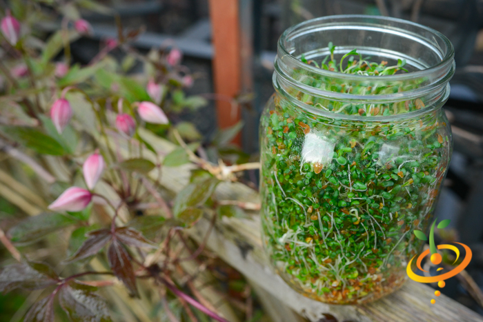 Sprouts/Microgreens - Alfalfa.