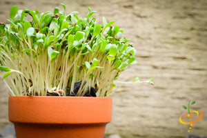 Sprouts/Microgreens - Alfalfa.