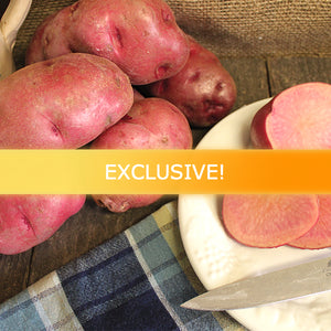 Organic All Red Mid-Season Potato seed from SeedsNow-Potatoes, showcasing vibrant red heirloom potato tuber.