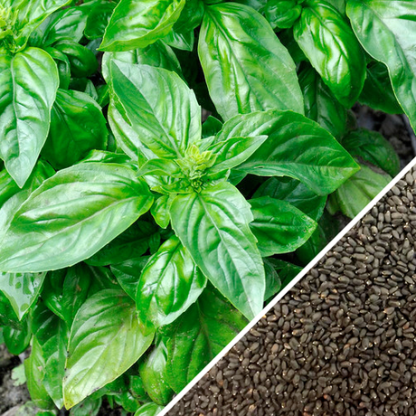 Italian Large Leaf Basil seeds by SeedsNow, showing close-up of vibrant basil leaves and seed packet for gardening.