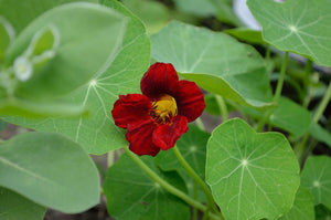 Nasturtium - Empress of India - SeedsNow.com