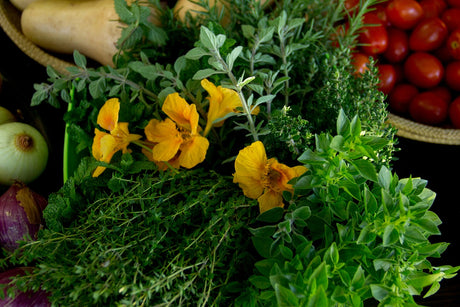 Dwarf Jewel Mix Nasturtium flower seeds by SeedsNow, showing vibrant, colorful blooming nasturtium flowers and green foliage.