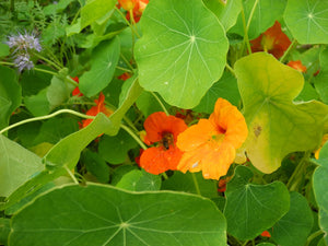 Nasturtium - Glorious Gleam - SeedsNow.com