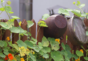 Nasturtium - Tall Trailing Mix - SeedsNow.com