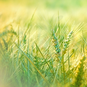 Close-up of organic hard red wheat seeds in a green field
